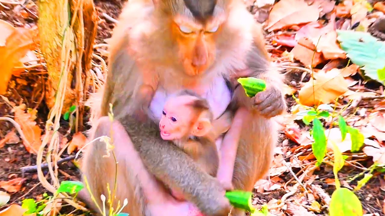 Feeling Safe and Loved — A Proud Baby Monkey Thrives Under Gentle Care 🐒💛.