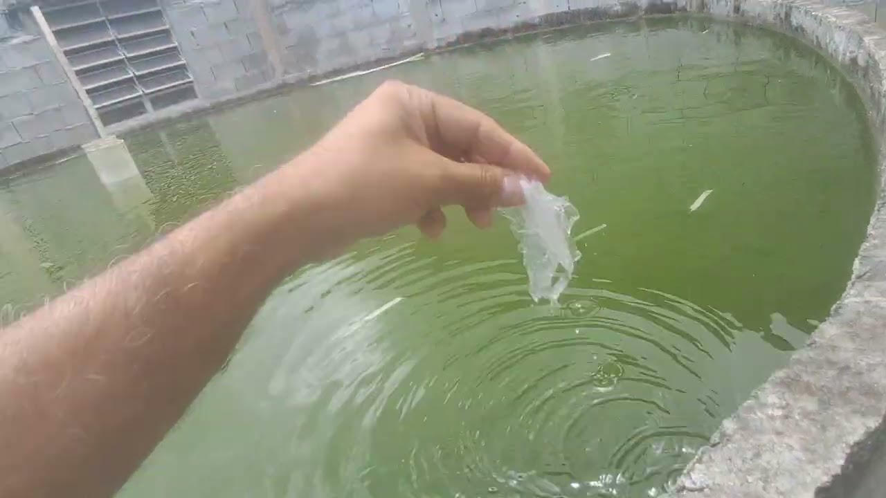 Tilapia só dá trabalho:começa ano e trabalho também,tanque ferrocimento #vidanaroça 