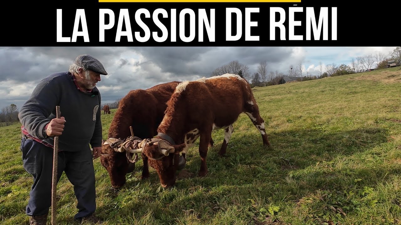 La passion de Rémi à Chastreix (63) /  Lier ses vaches avec le joug