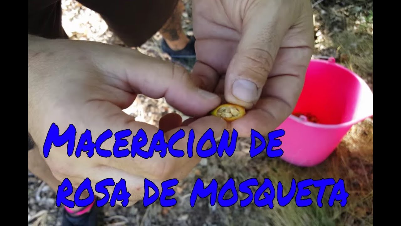 Oleato o maceracion  de rosa de mosqueta