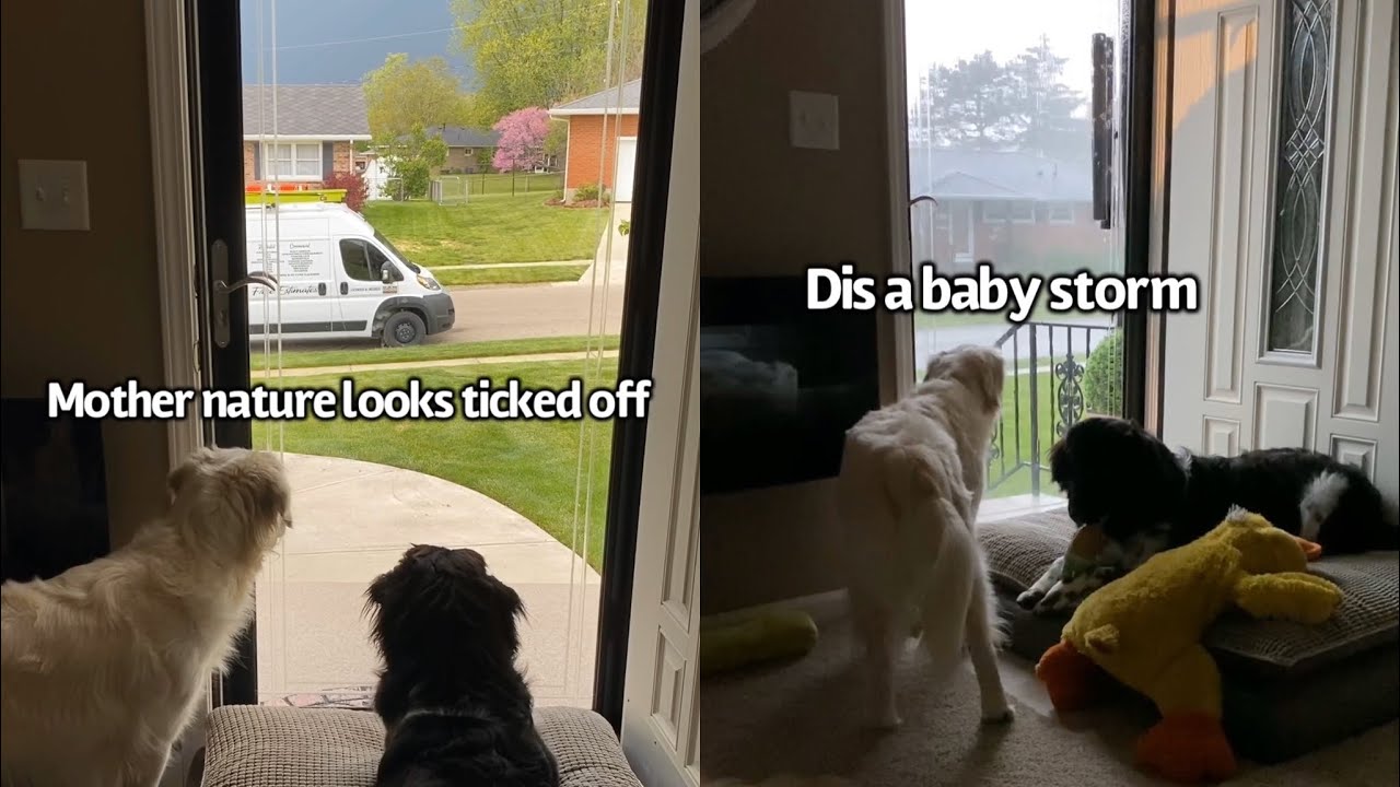 Dogs React To Thunderstorm