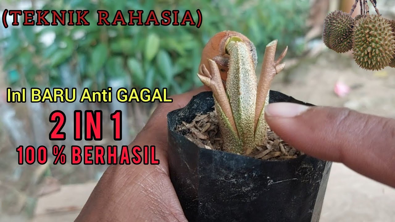 GILA Bener,,,,!! Teknik Sambung INI Anti Gagal Bagi Pemula ( Sambung Tanduk Durian)
