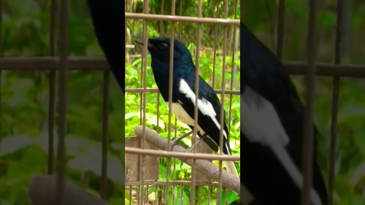 chòe than hót cực căng lửa 