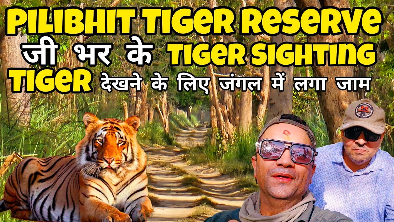Pilibhit Tiger Reserve |  जी भर के Tiger Sighting | टाइगर को देखने के लिए गाड़ियों का लगा जाम #tiger