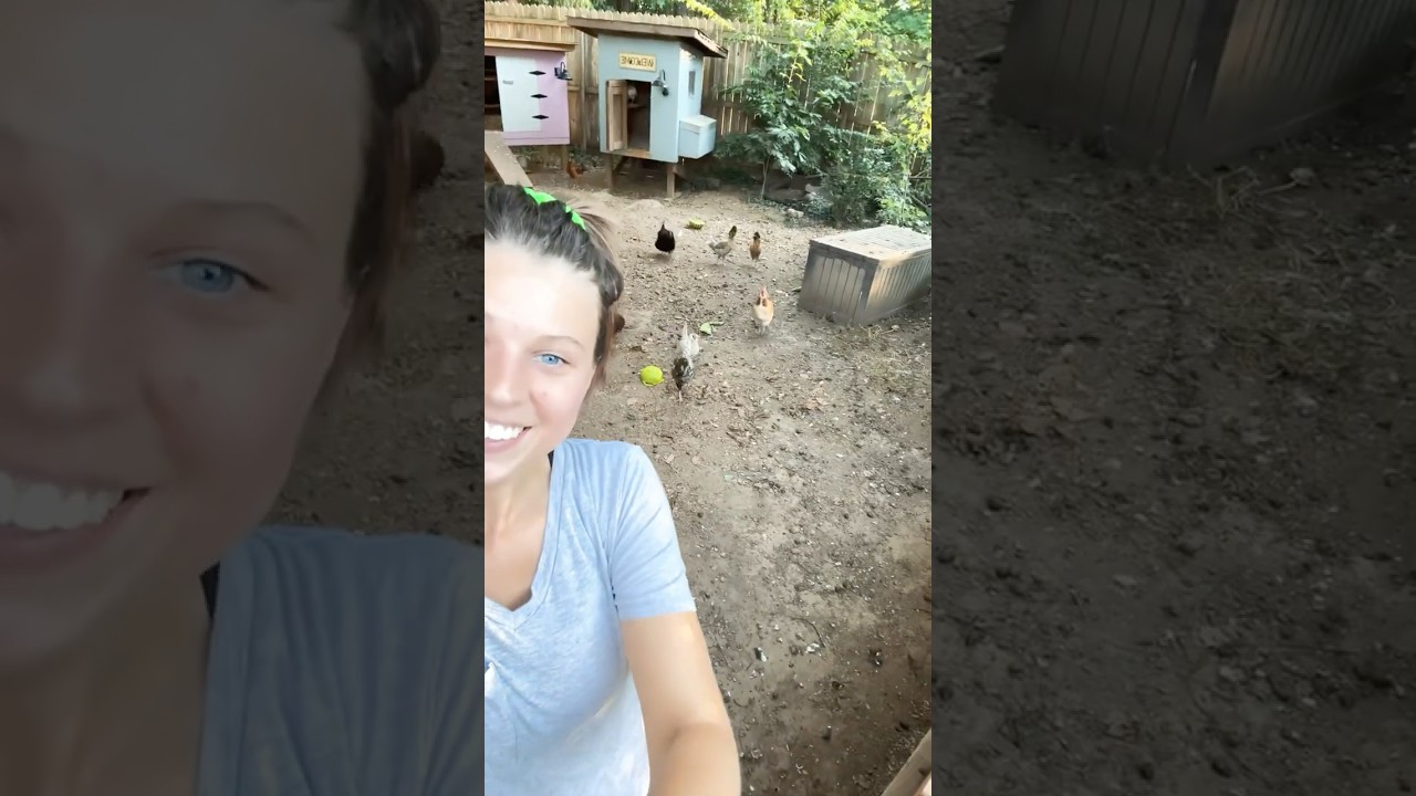 Collecting #eggs without a basket 😂 #backyardflock #freerangechickens #chickens #fresheggs