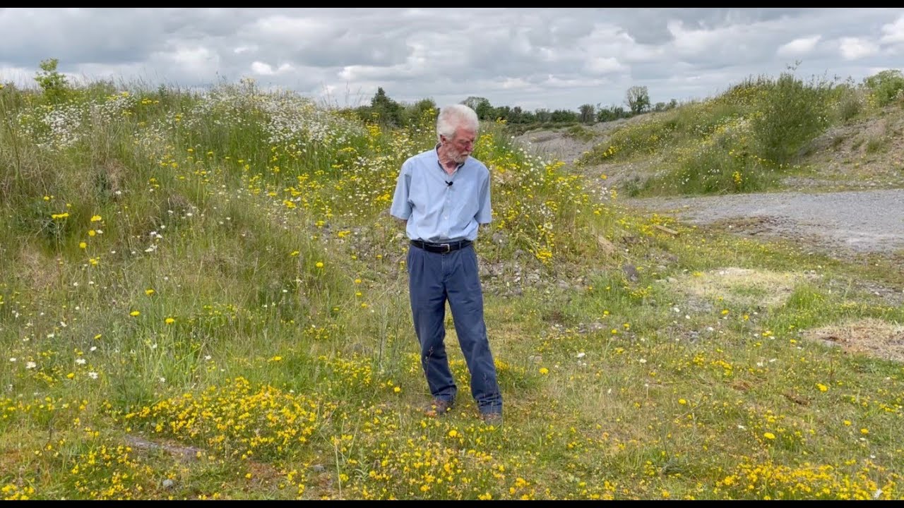 Bird's Foot Trefoil with John Feehan in June, part of the Wildflowers of Offaly series.