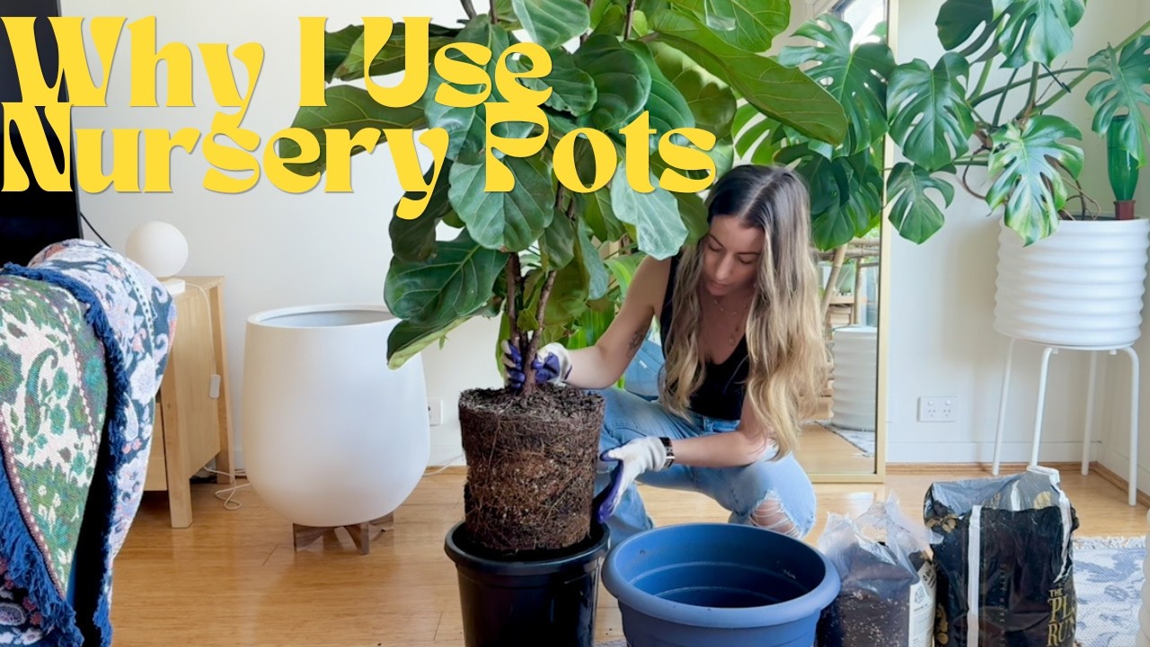 Why I ALWAYS use nursery pots for potting up plants