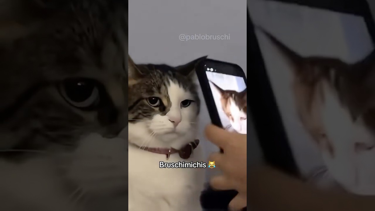 BRUSCHIMICHIS 406 😹