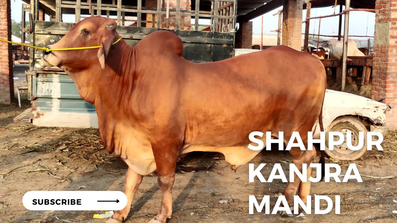 SHAHPUR KANJRA MANDI LAHORE || KURBANI 2023 || KURBANI JANWAR || MANDI RATES