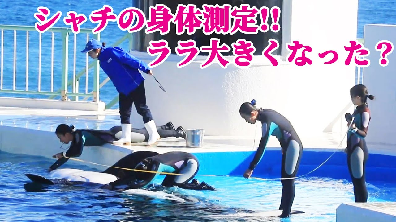 シャチの身体測定!! 鴨川シーワールド シャチ KamogawaSeaWorld  orca killerwhale