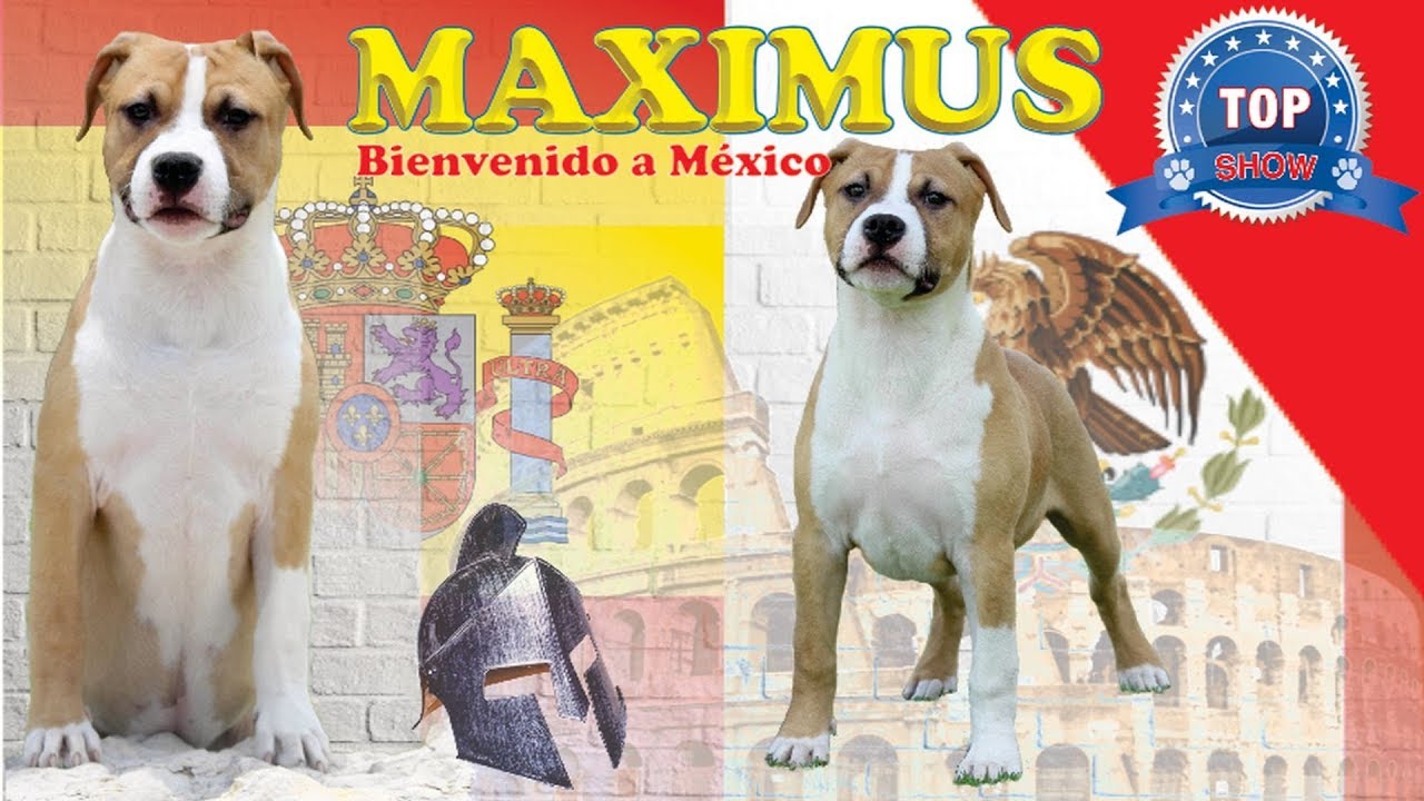 AMERICAN STAFFORDSHIRE TERRIER 
