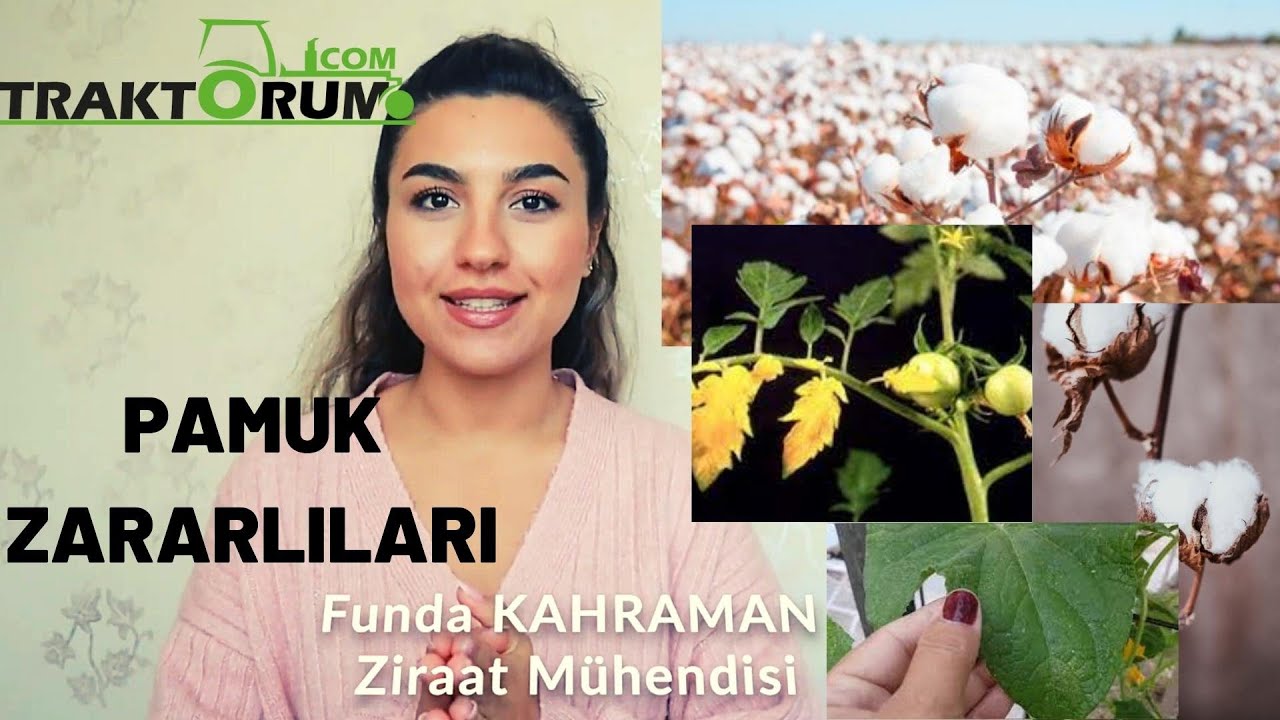 Pamuk Hastalık & Zararlıları ve Mücadele Yöntemleri