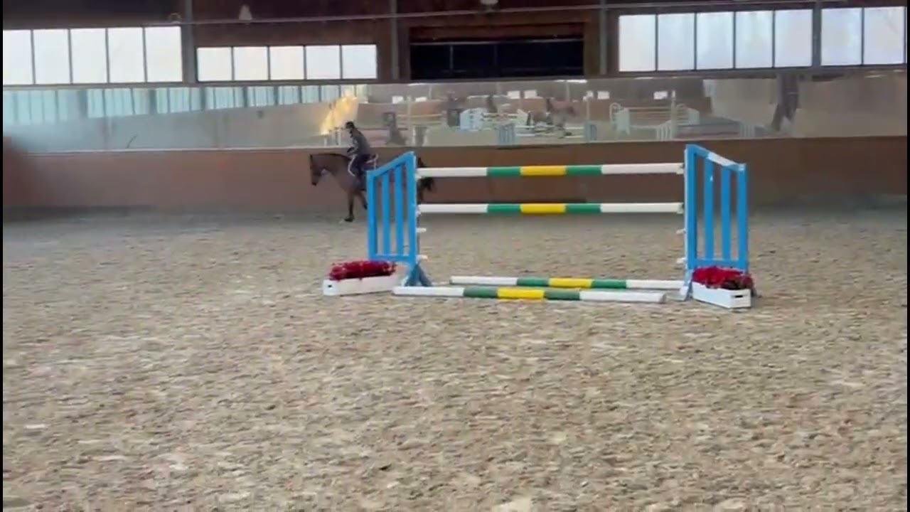 Iberio // Show Jumper // Echo van't Spieveld // 2013 // Gelding