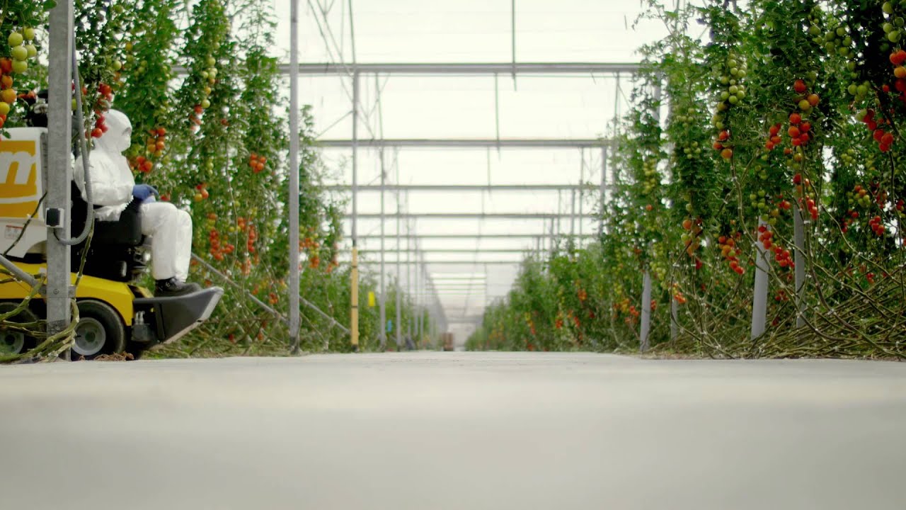 IDM Fumimatic. Pulverizador, fumigador, aspersor, sprayer para invernadero, greenhouse