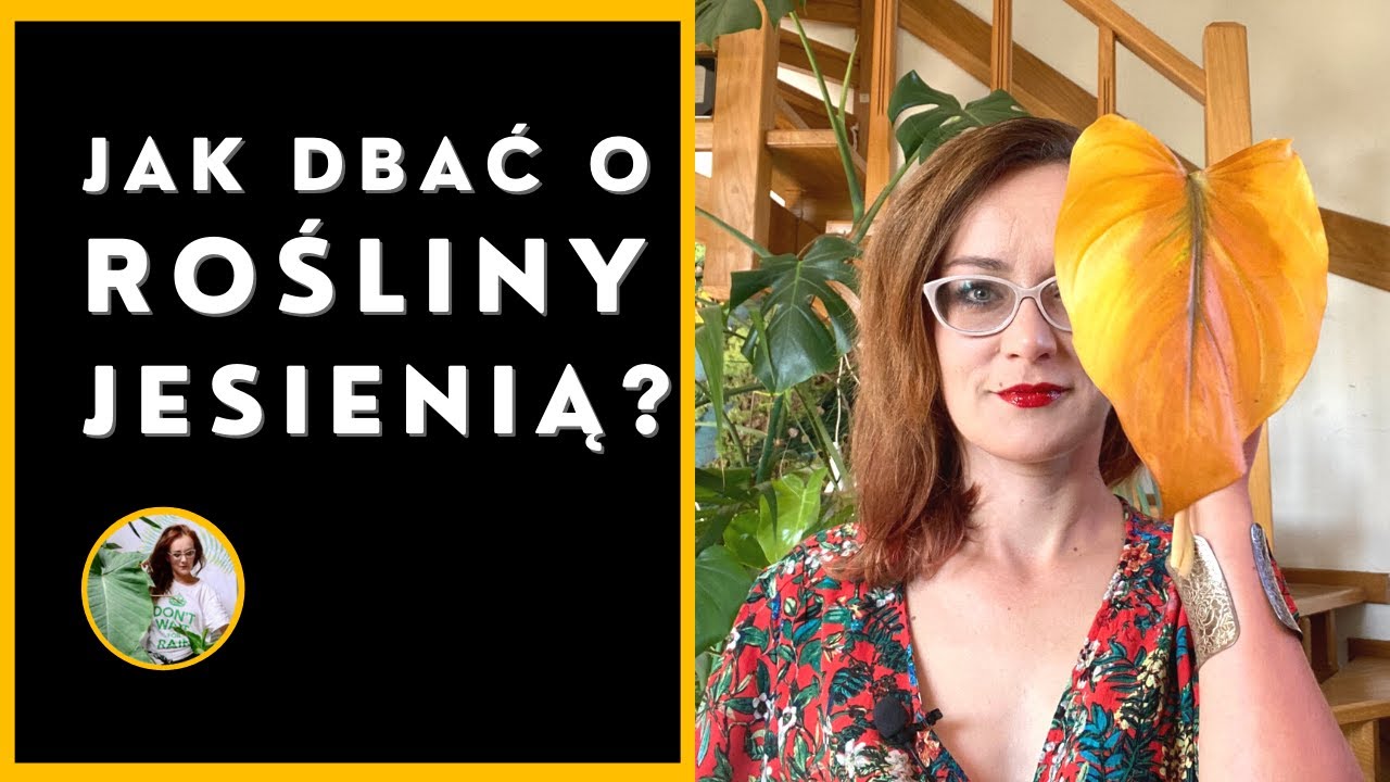 Jak dbać o rośliny domowe w czasie jesieni? Jak przygotować rośliny doniczkowe do jesieni ?