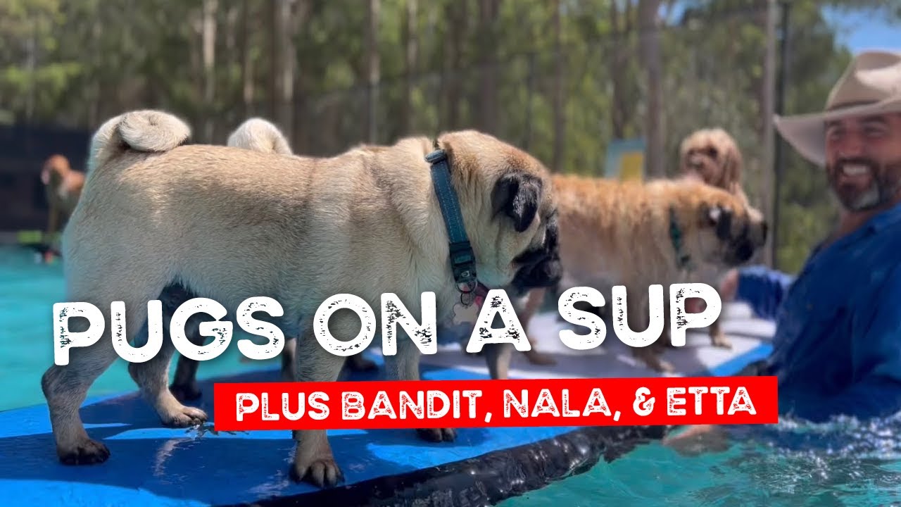 Bandit games, Nala dancing, Etta leaping, Pugs on a SUP