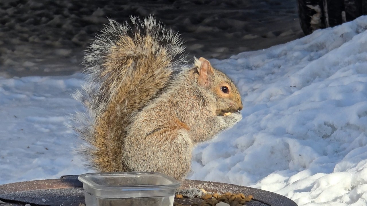 SquirreloVision! Mighty chickadee, singing blue jays, salty squirrels and Gurly on a sunny day.