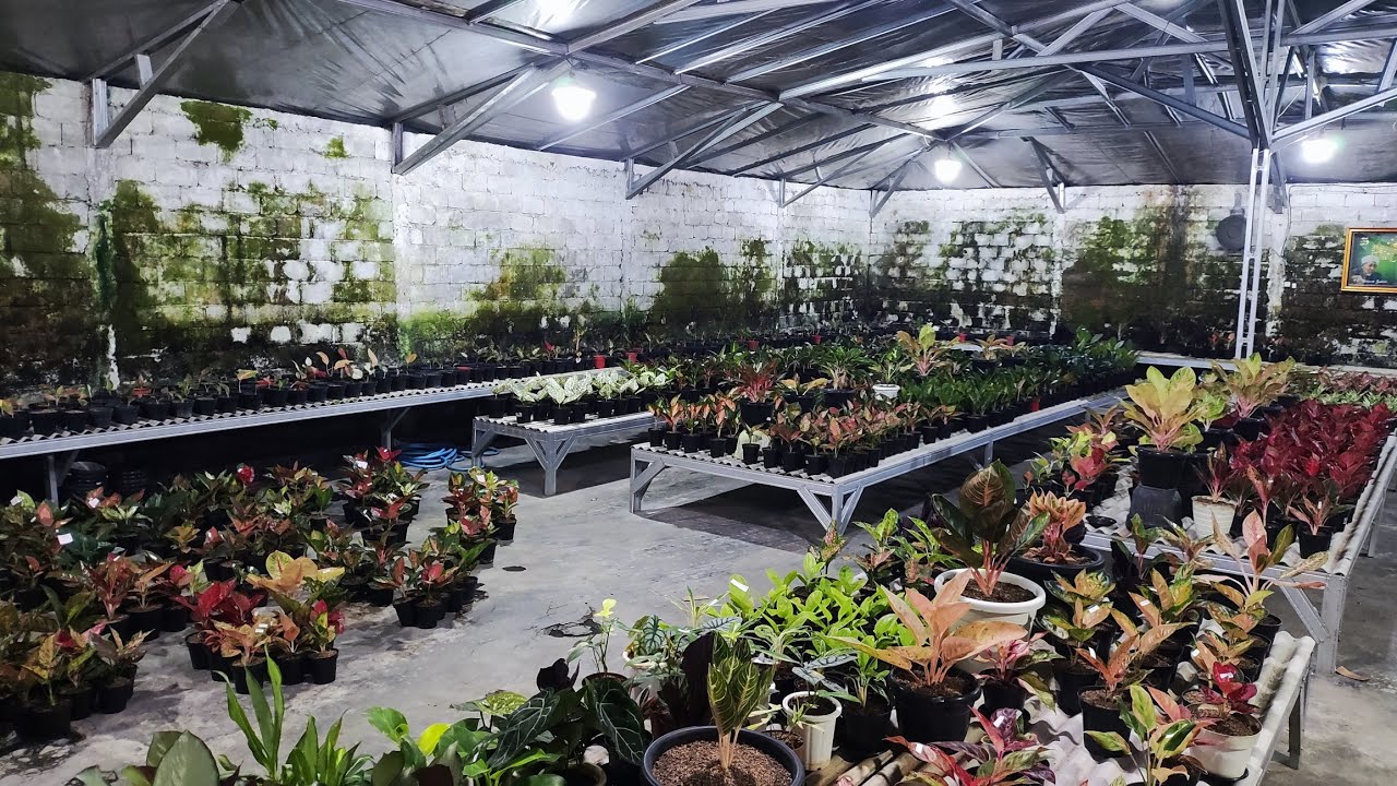 Tanaman Hias aglonema