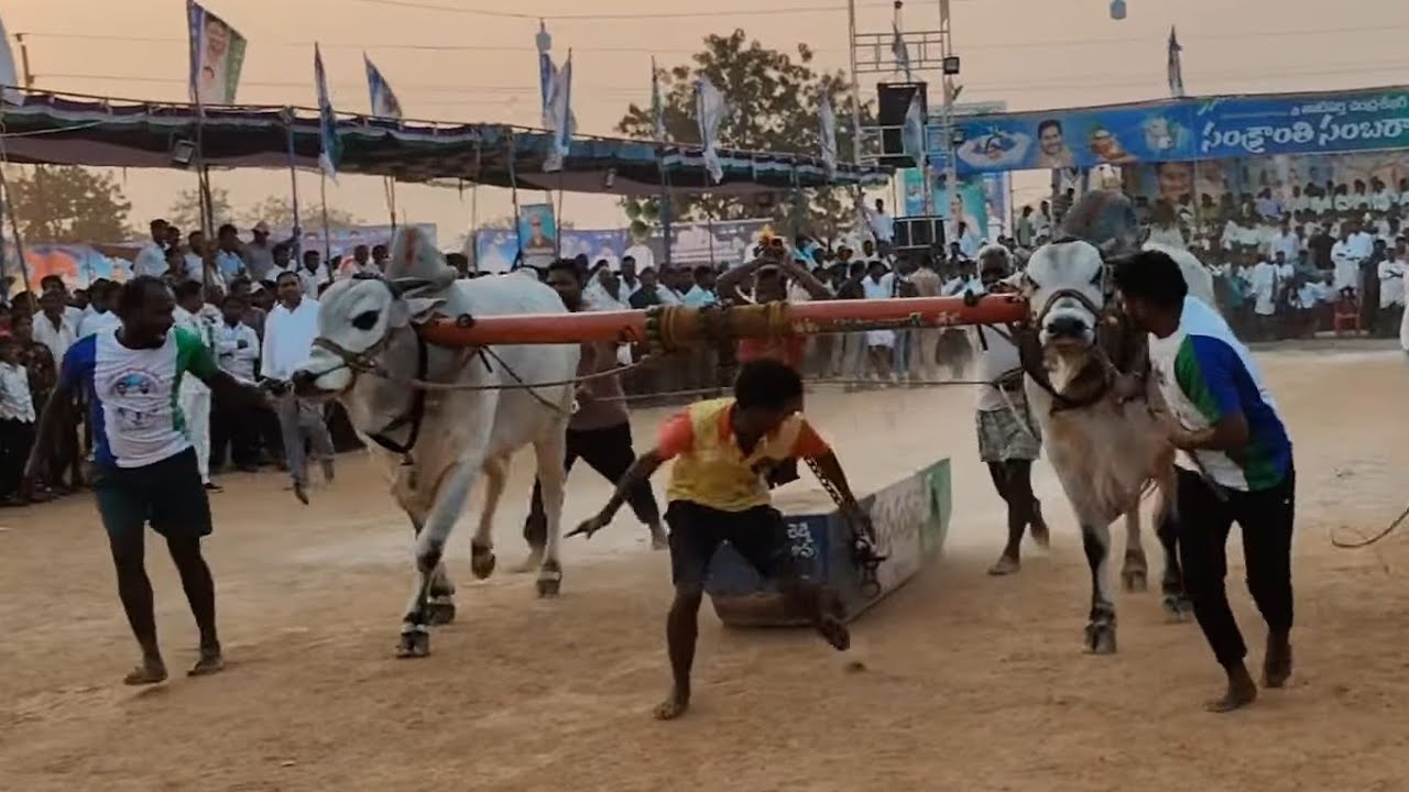 యర్రగొండపాలెం గ్రామం|| సీనియర్స్ విభాగం 7వ జత బీరం బుల్స్ సుబ్రహ్మణ్యేశ్వర రెడ్డి గారు 14-1-2026💥💥