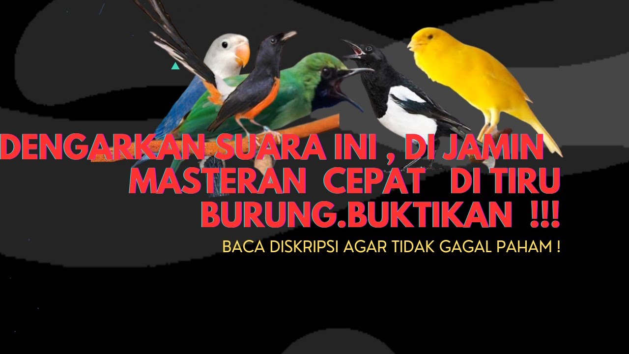 Dengarkan Brainwash Therapy  Maka Masteran Cepat Masuk , Buktikan !!!