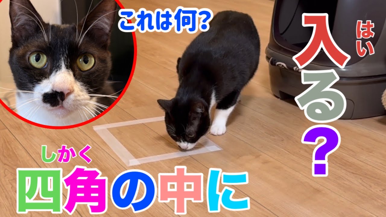 猫は床にテープで四角を作ると本当に中に入るのか？検証してみた結果…