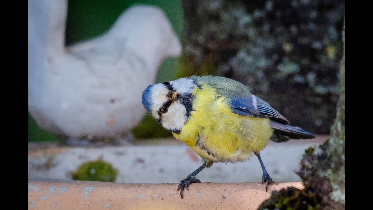 🍀 Tuto Nature du JHM : Comment bien nourrir les oiseaux en hiver