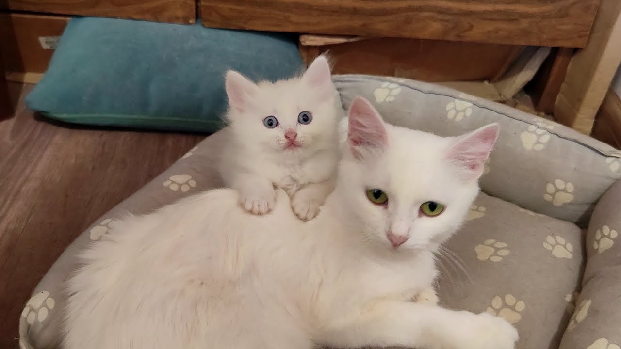 Мама-кошка и ее прекрасный котенок. Котенок Микки играет с мамой-кошкой.