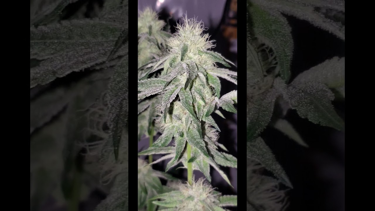 Pink Rozay Day 35