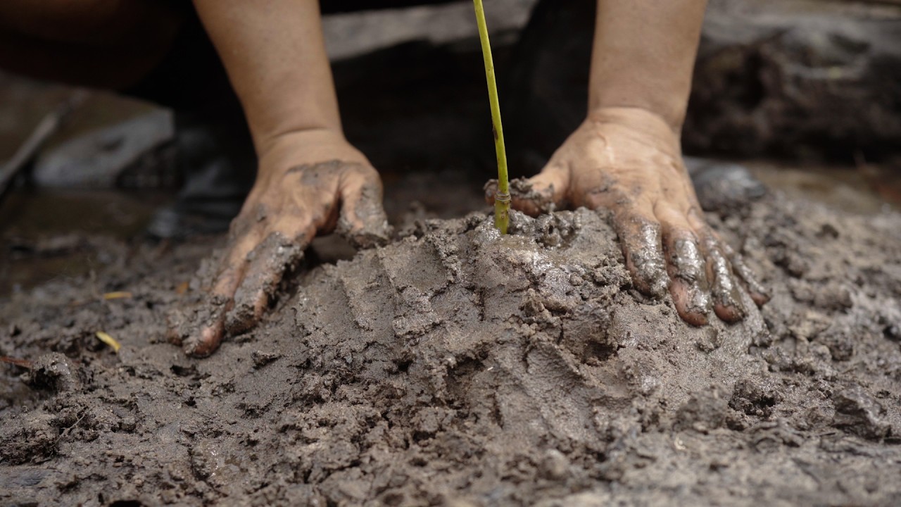 Stories from Palawan: Planting Mangroves for the Future