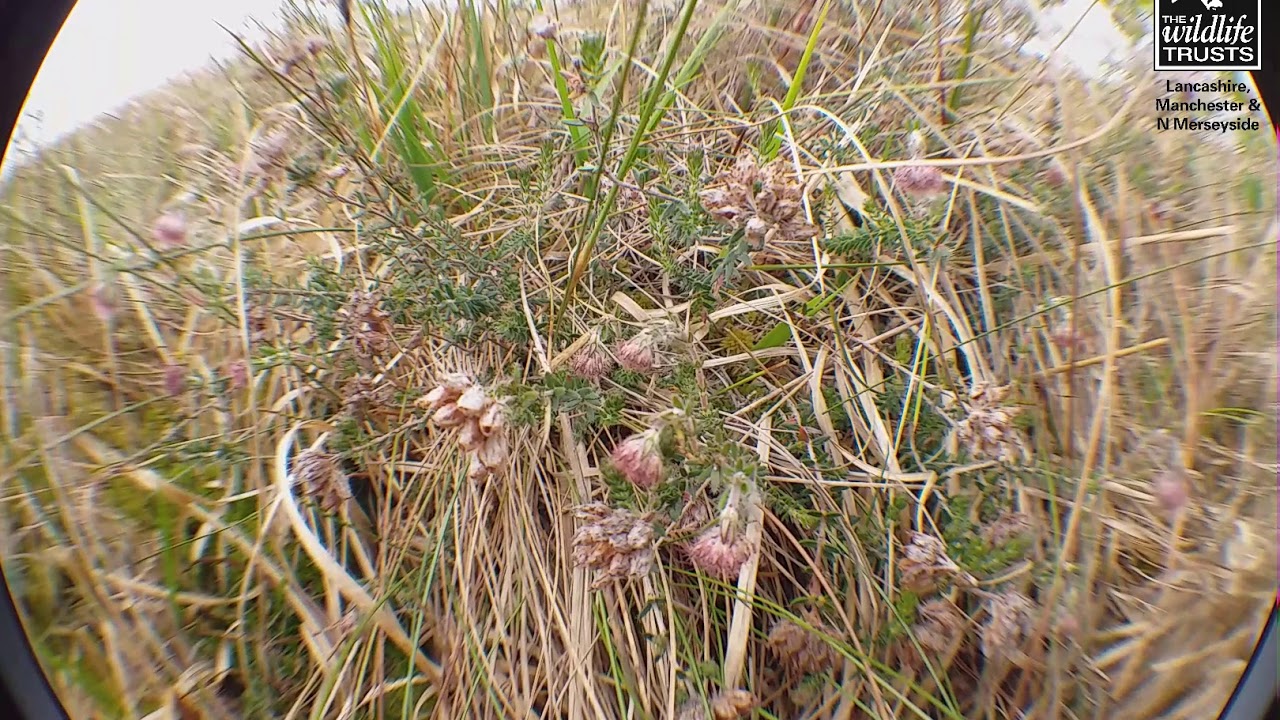 Flora on the Peatland