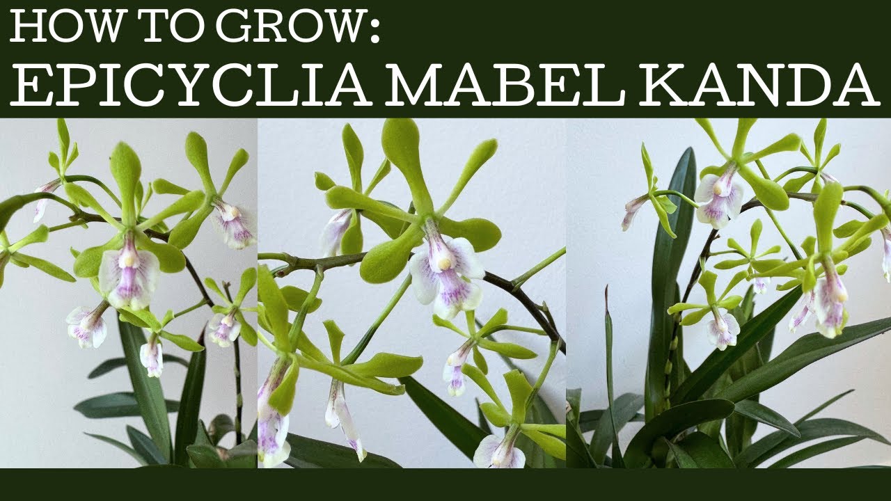 How to grow: Epicyclia Mabel Kanda