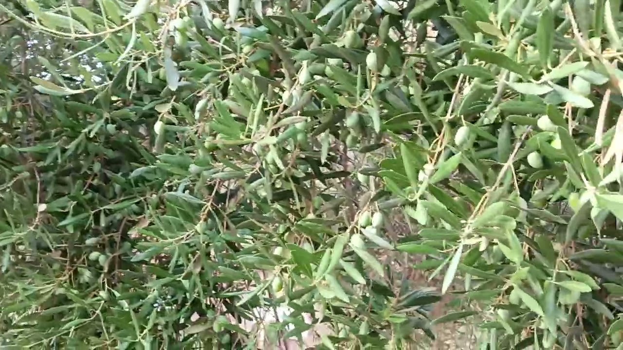 Olivar tradicional de secano en Villaviciosa de Córdoba.