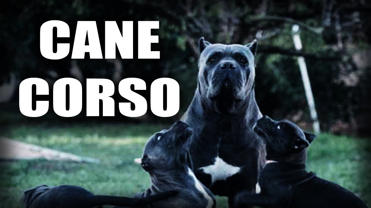 CANE CORSO - BREED HISTORY - BREED STANDARD - ITALIAN MASTIFF