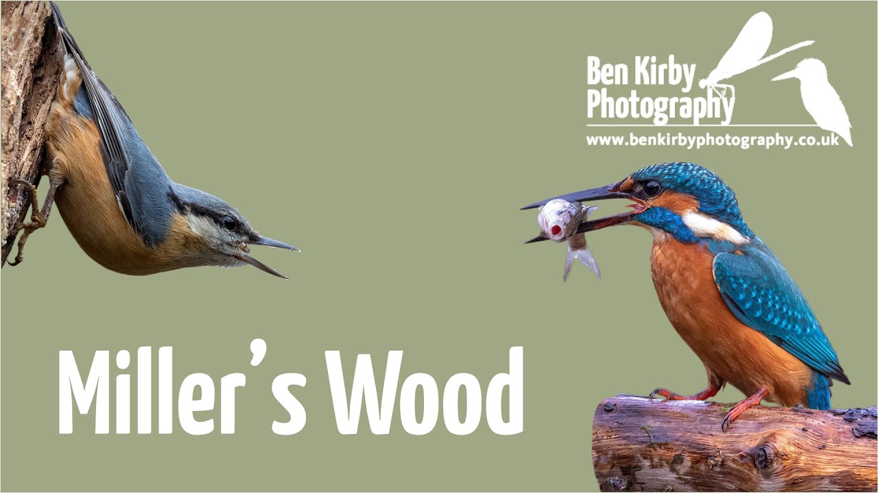 Millers Wood
