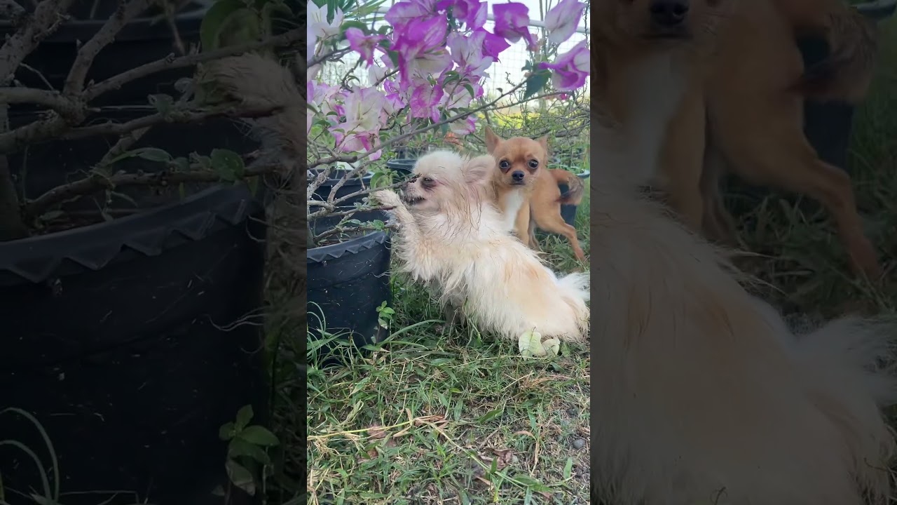 Когда Мэйси так много играет, что пачкается🤣 Отличного дня! #лучшиеподружки #заставиламеняулыбнут...