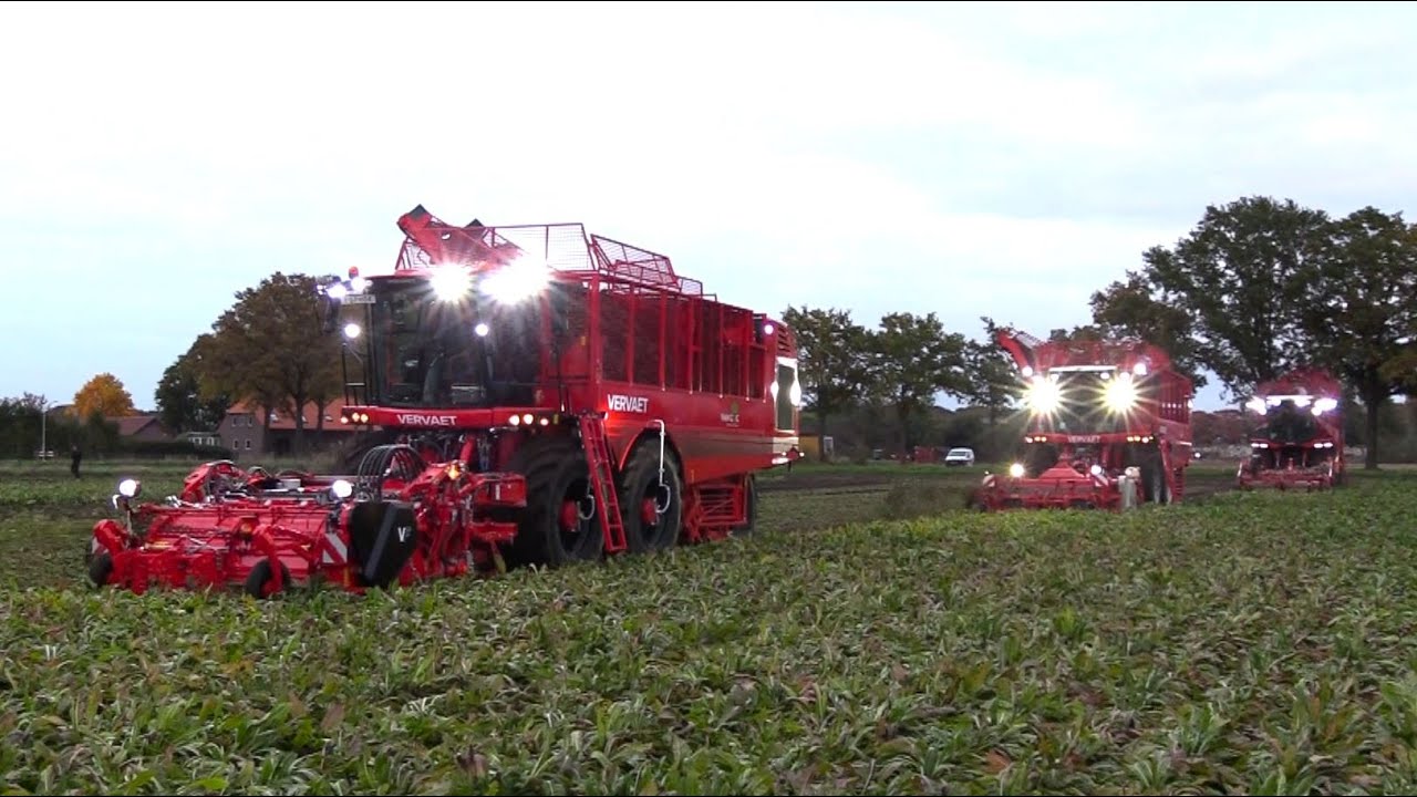 Cichorei 2025 | Nieuwe Vervaet Chicory Eater 625 in bedrijfstellen | Grimme Rexor | Fendt | Bergmann