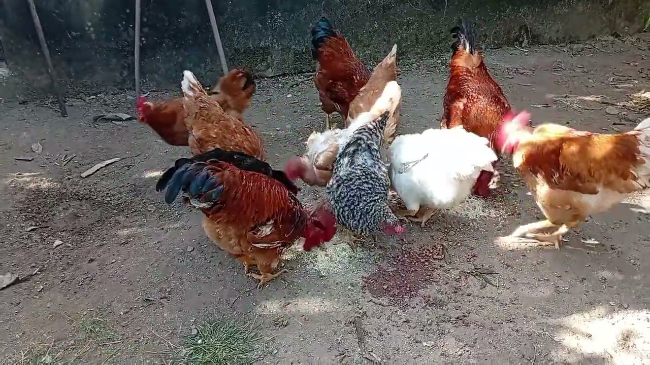 Bom dia Terça-feira 