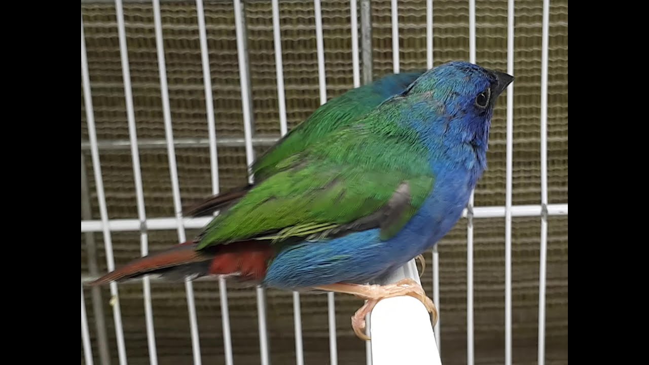 DIAMANT AZUVERT - Erythrura tricolor - TRICOLOURED PARROTFINCH