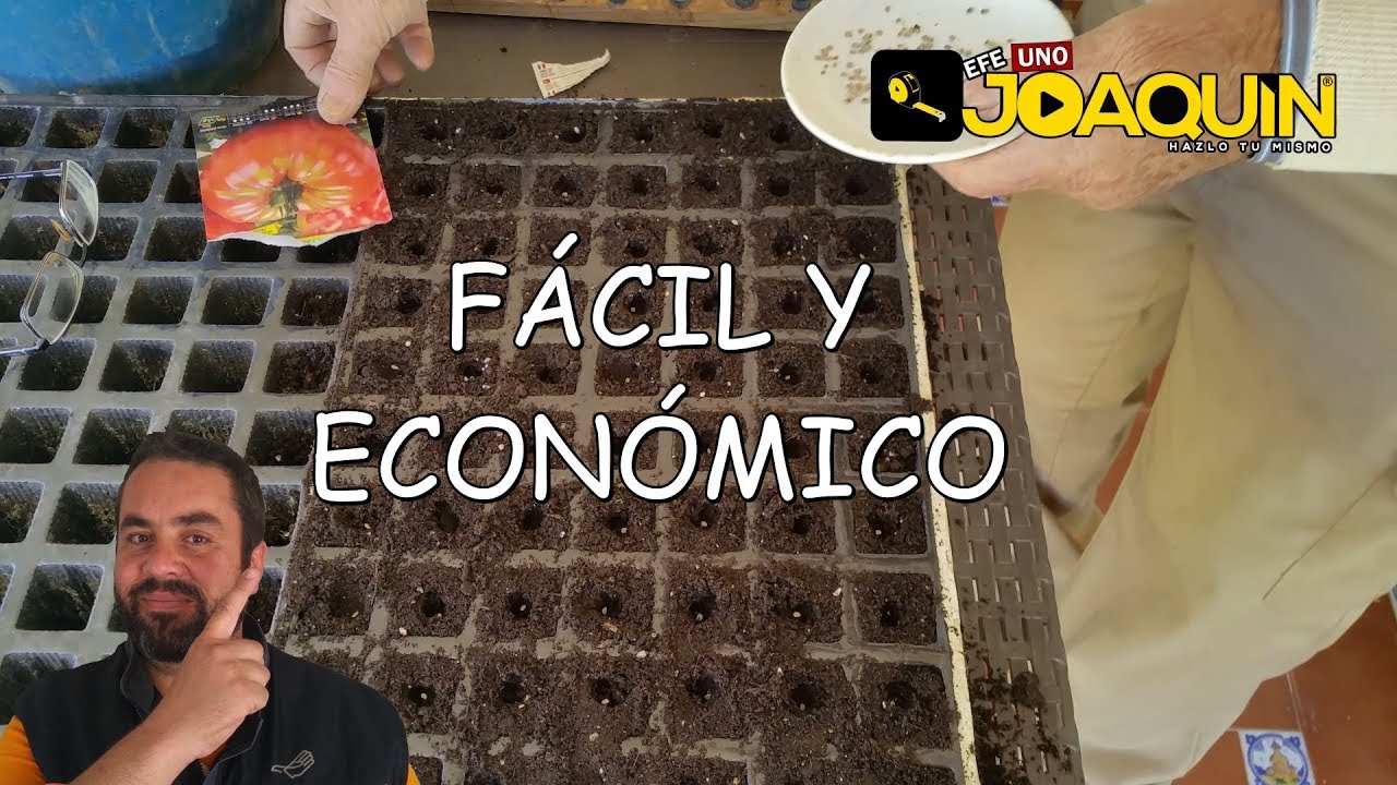 COMO SEMBRAR TOMATE DESDE SEMILLA (Paso a paso)