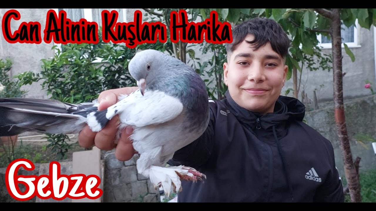 Can Alinin Kuşları Harika. Gebze, Çakal Deresi