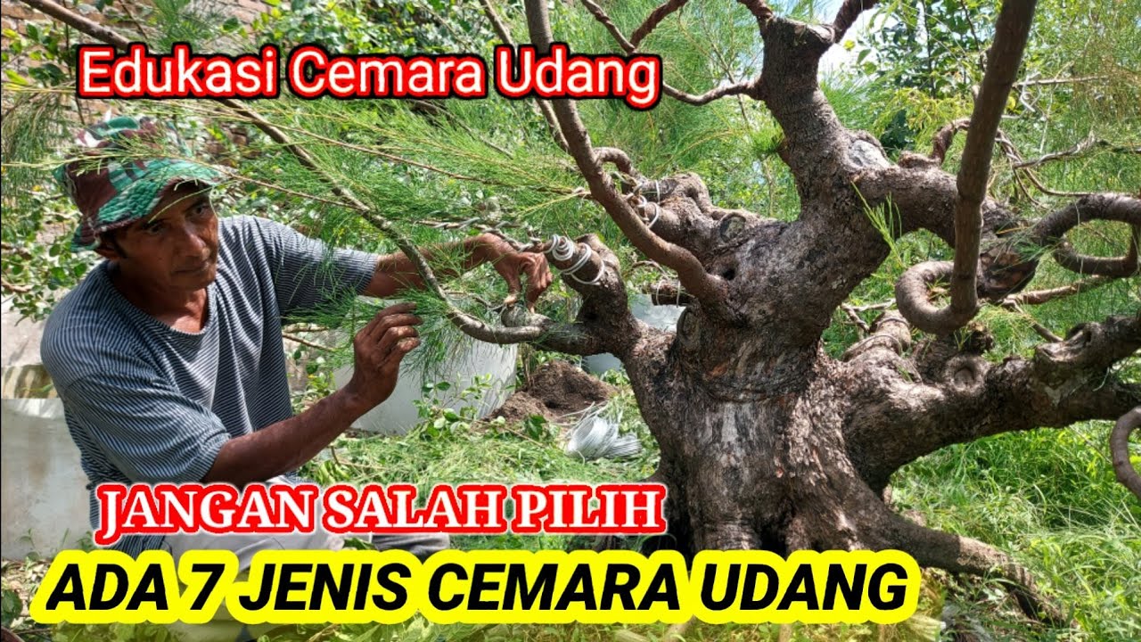 Bonsai Cemara Udang-bonsai tree-cây thông tôm(@abadibonsai6982)