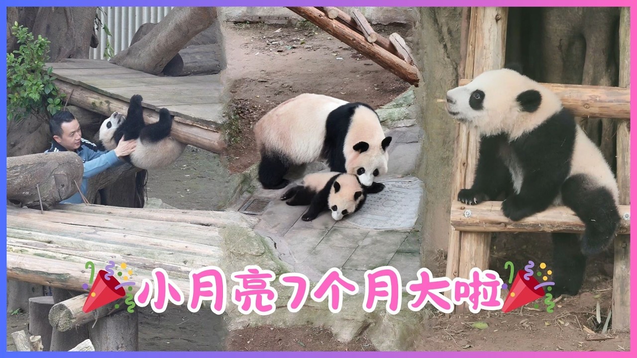 26.02.12💖小月亮7个月大啦～啱出门口就被良月擒实啜返屋企，笑鬼死🐼💖今日外公收猫～小月亮揽到树桩实一实，收工？冇咁易