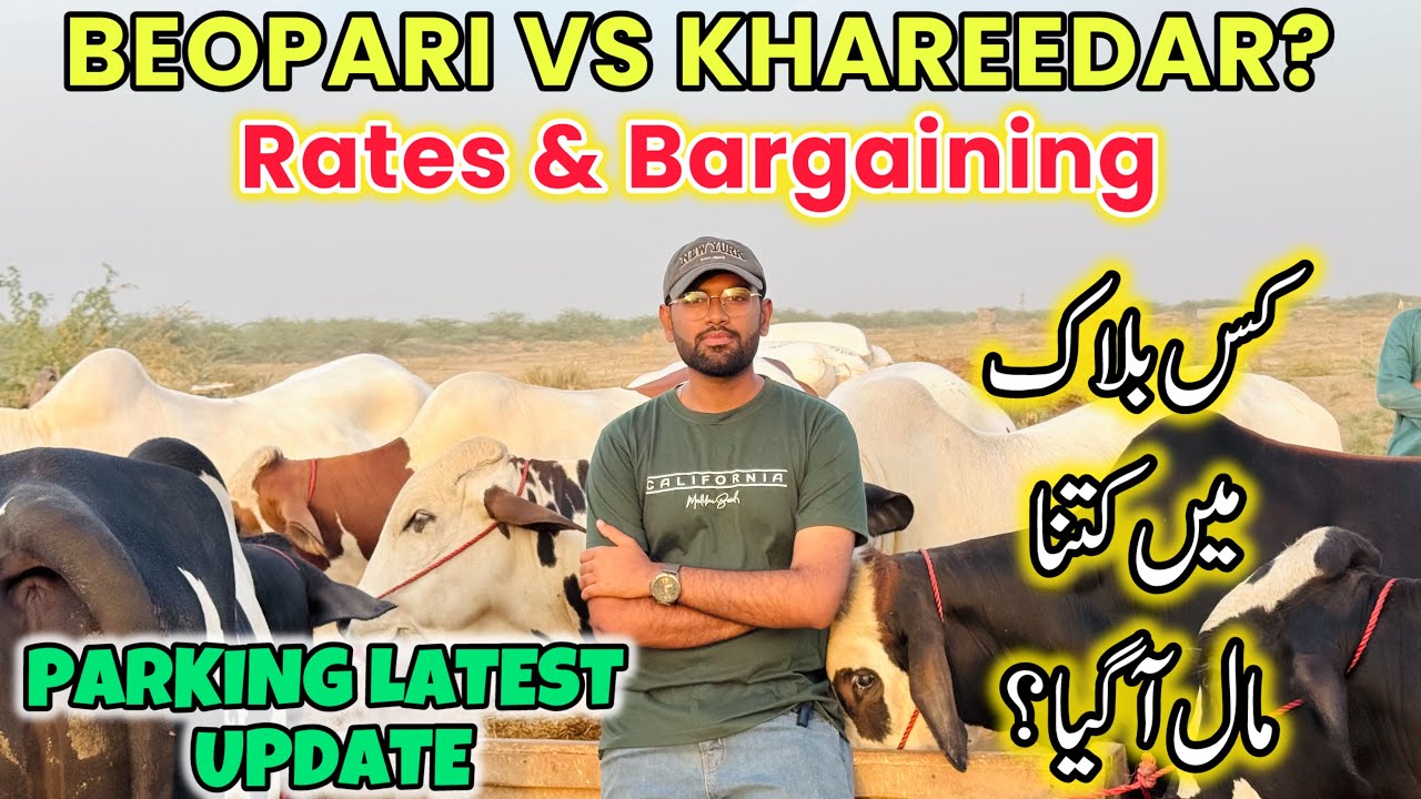 Rates & Bargaining At Northern Bypass Mandi | Beopari Vs Khareedar | Karachi Cow Mandi 2026