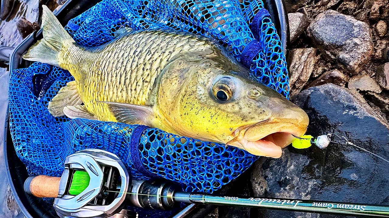 Quick Session chasing Smallmouth