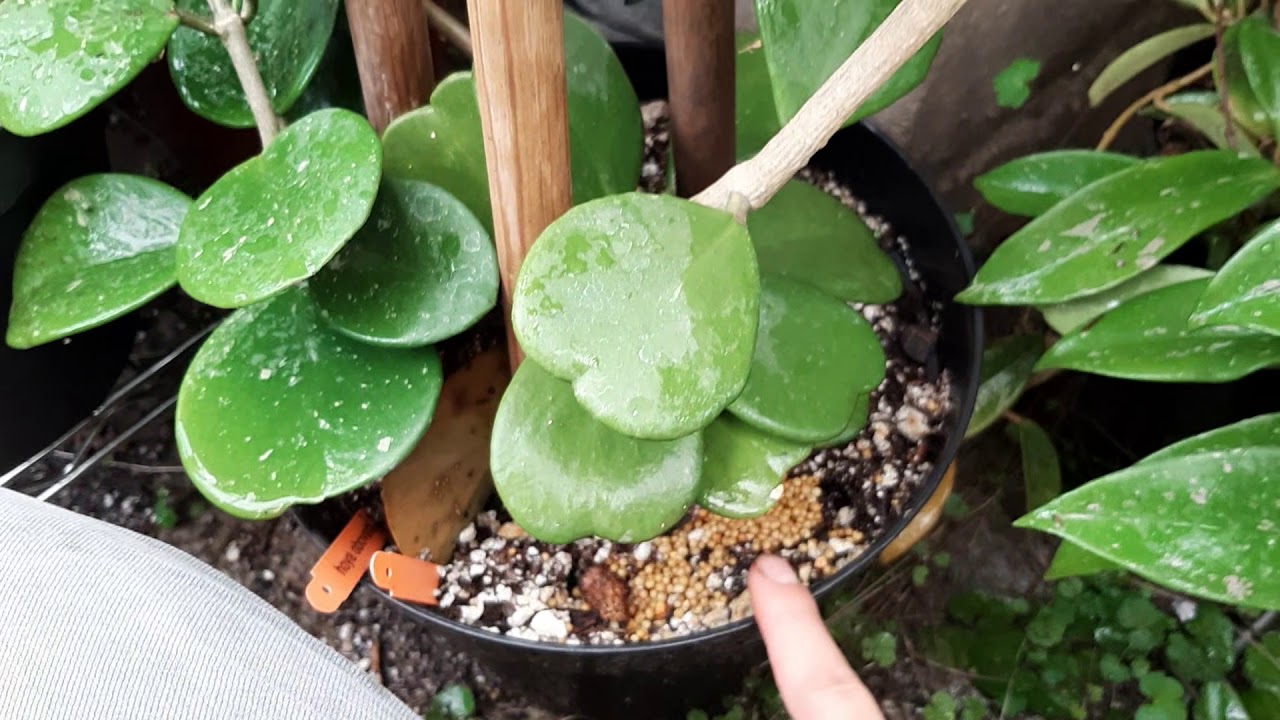 Hoya carnosa/ Como hacer que florezcan mucho
