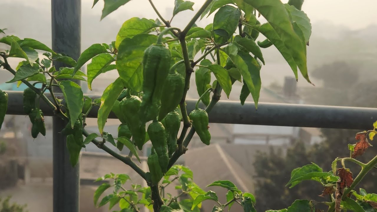আমার ছাদ বাগান থেকে টমেটো পেরে বান্ধবীদেরকে দিলাম 👌😱👌👌