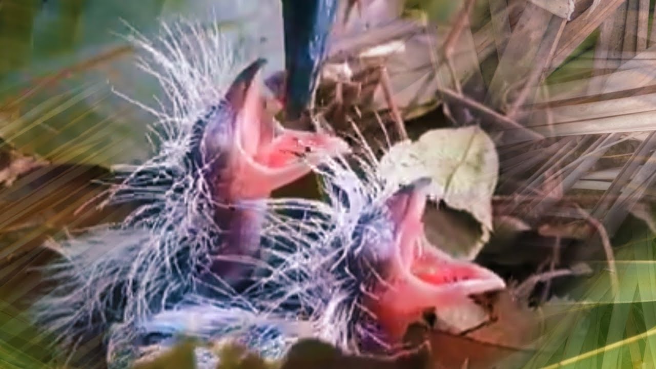 MASIH BUTA, LANGSUNG KETAGIHAN SERANGGA