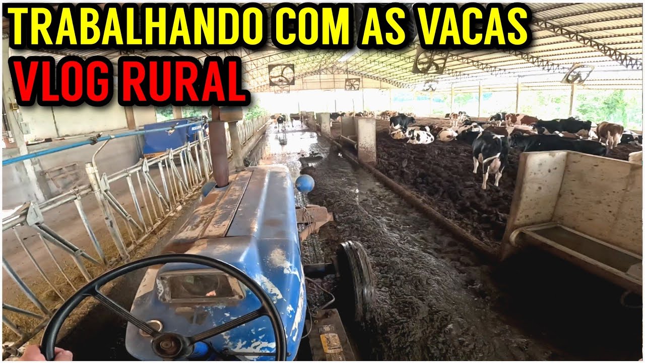 VLOG RURAL: Desverminando as vacas e Trabalhando no Compost Barn
