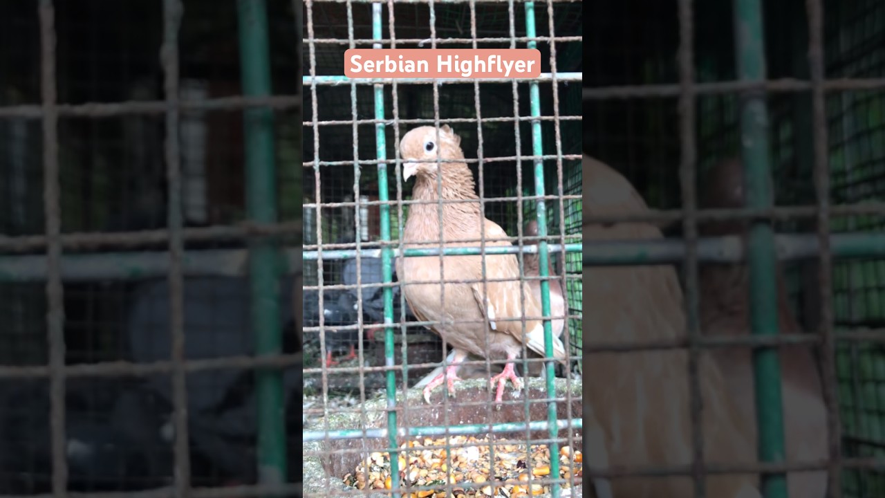 Serbian Highflyer | Pigeon 🕊 #shorts #pigeon #pigeons #pigeonlover #pigeonlove #serbian #birds