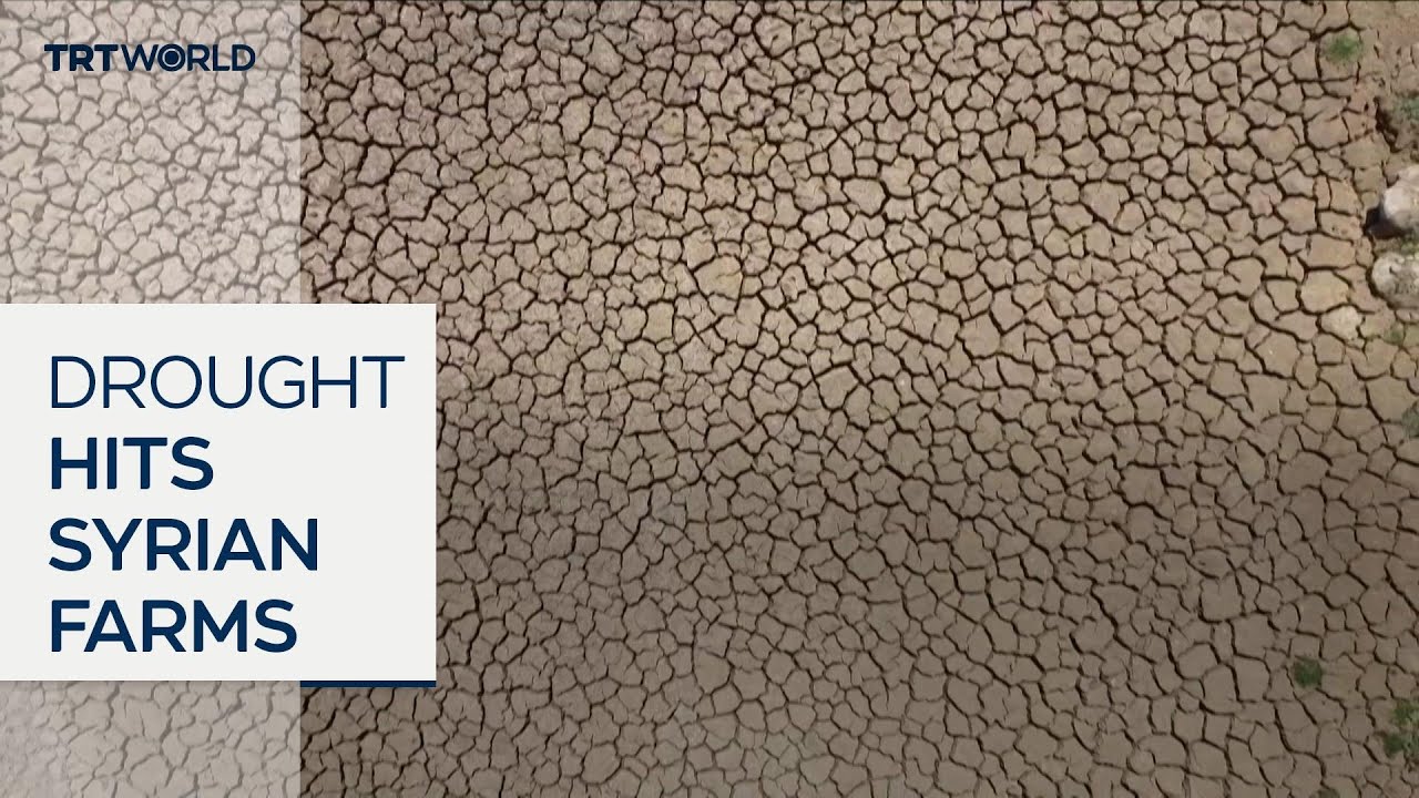 Drought conditions threaten harvests in northern Syria
